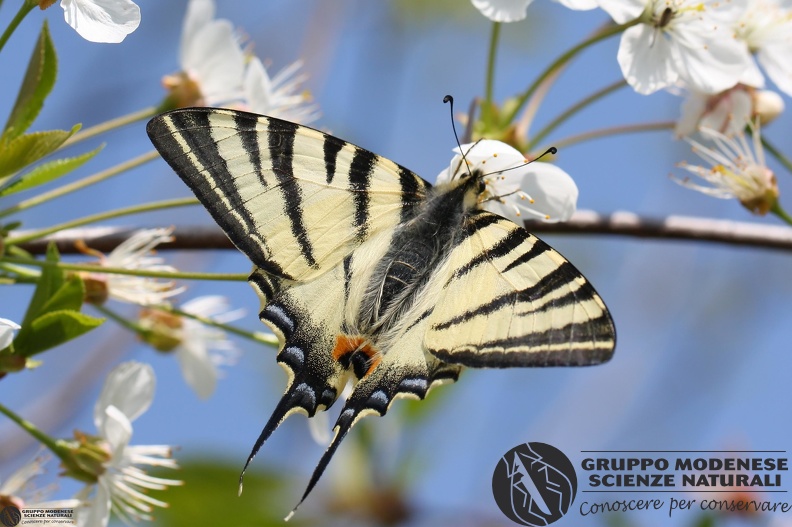 Iphiclides podalirius.JPG