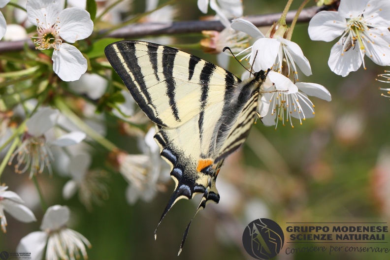 Iphiclides podalirius2.JPG