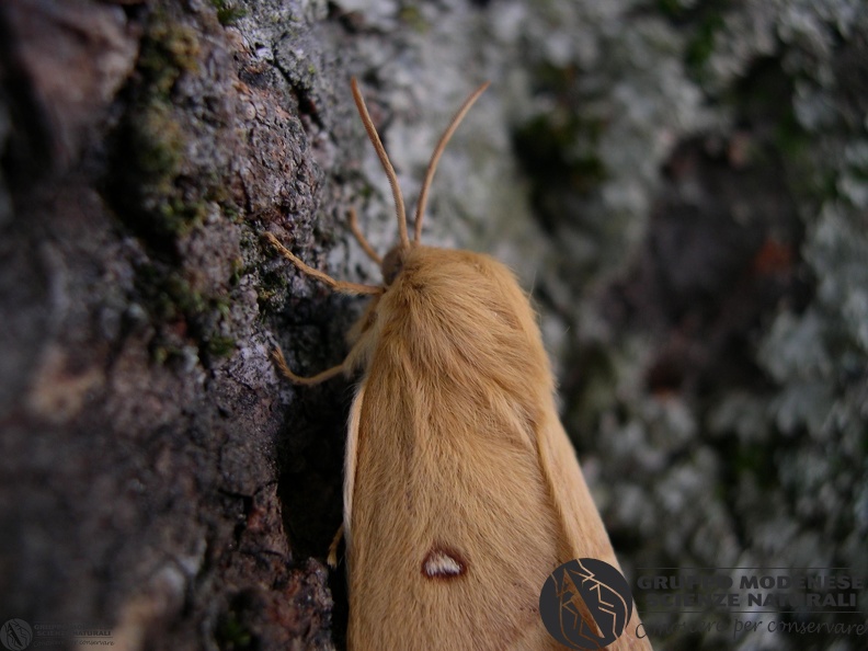 Lasiocampa quercus2.JPG