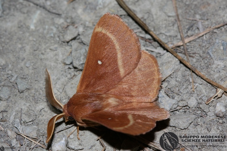 Lasiocampa trifolii male.JPG