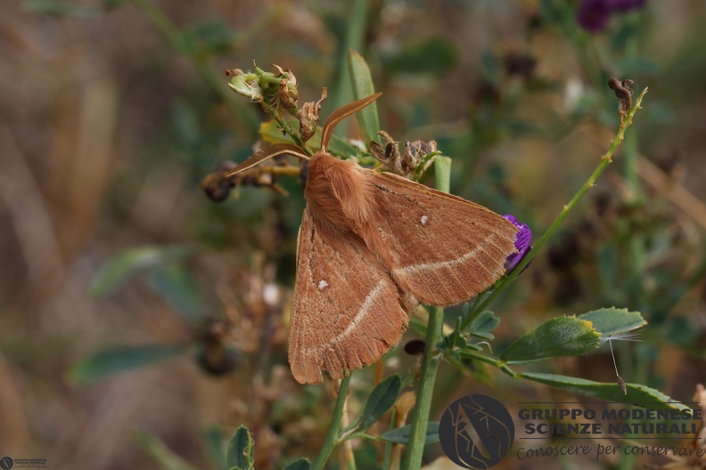 Lasiocampa trifolii5.JPG