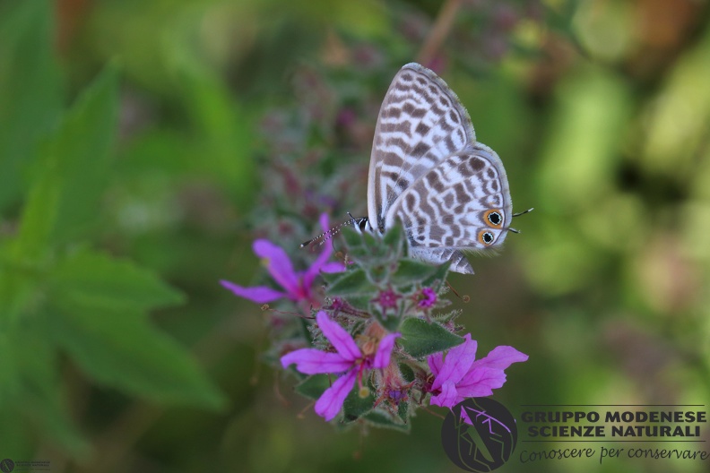 Leptotes pyrithous10.JPG