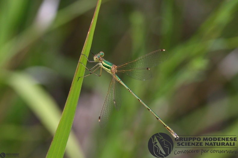 Lestes barbarus4.jpg