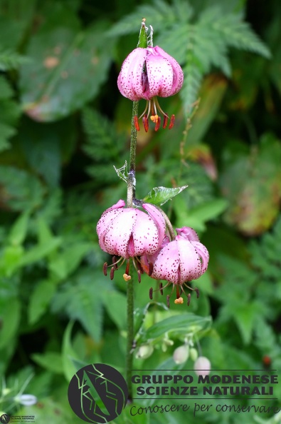 Lilium martagon.JPG