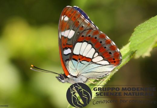 Limenitis reducta