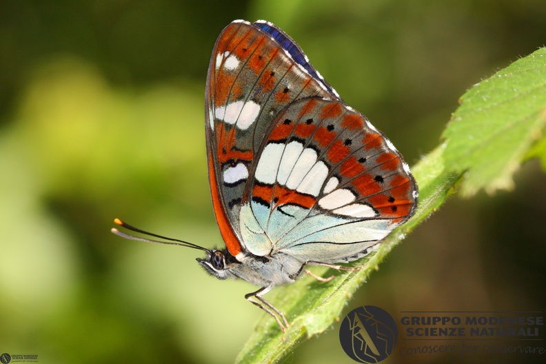 Limenitis reducta.JPG