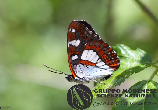 Limenitis reducta2