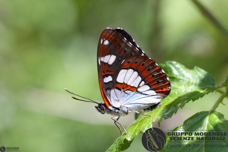 Limenitis reducta2.JPG