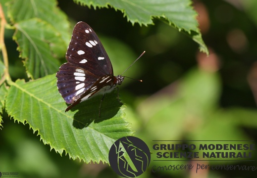 Limenitis reducta3