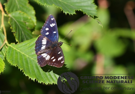 Limenitis reducta4