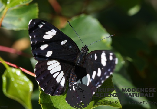Limenitis reducta5