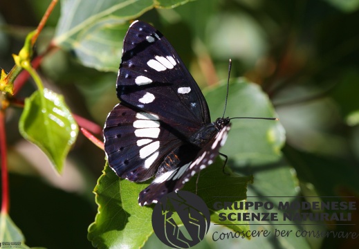 Limenitis reducta6