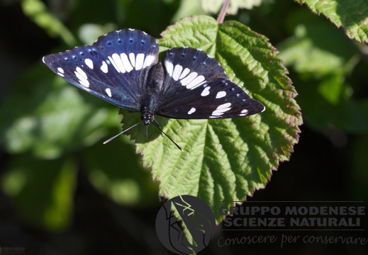 Limenitis reducta7