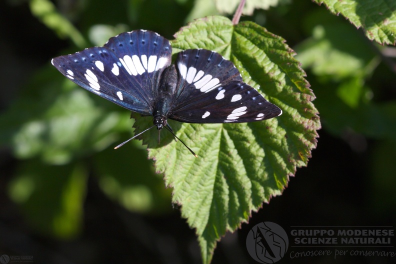 Limenitis reducta7.JPG