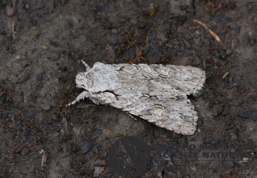 Lithophane ornitopus (2)