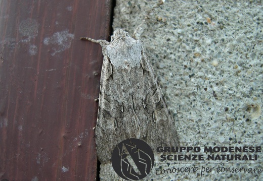 Lithophane ornitopus