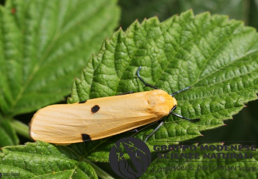 Lithosia quadra female