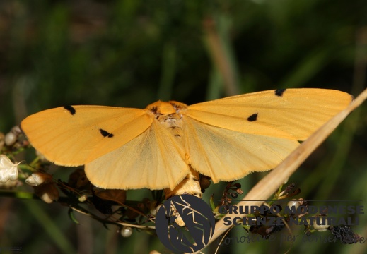 Lithosia quadra female3