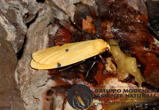 Lithosia quadra female5