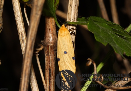 Lithosia quadra female6