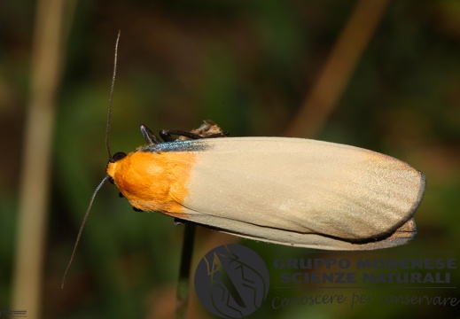 Lithosia quadra male2