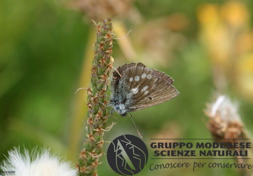 Lycaena Albulina orbitulus