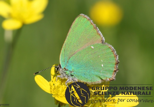 Lycaena Callophrys rubi