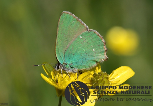 Lycaena Callophrys rubi2