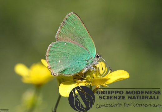 Lycaena Callophrys rubi3