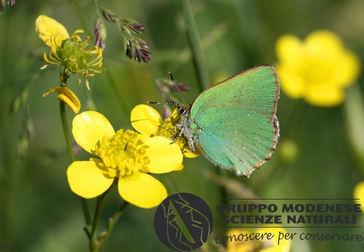 Lycaena Callophrys rubi4