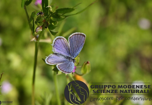 Lycaena Cupido alcetas