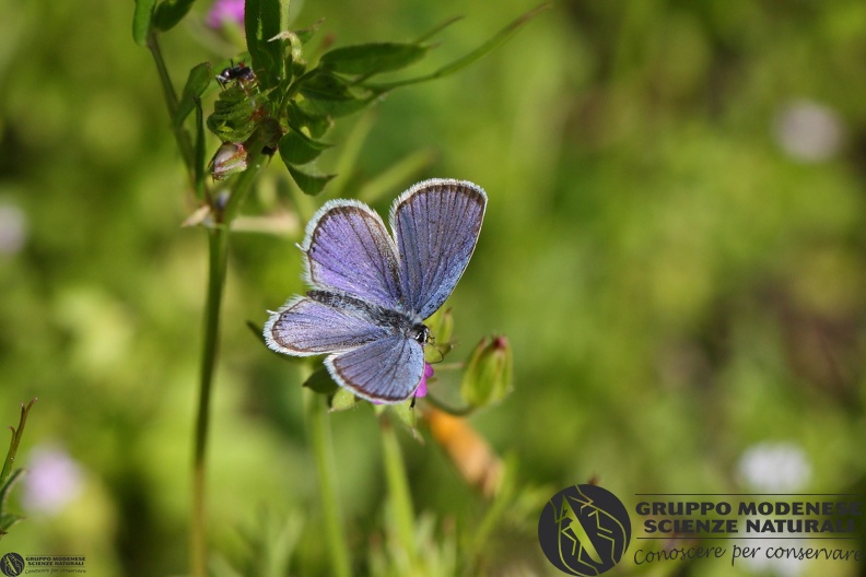 Lycaena Cupido alcetas.JPG