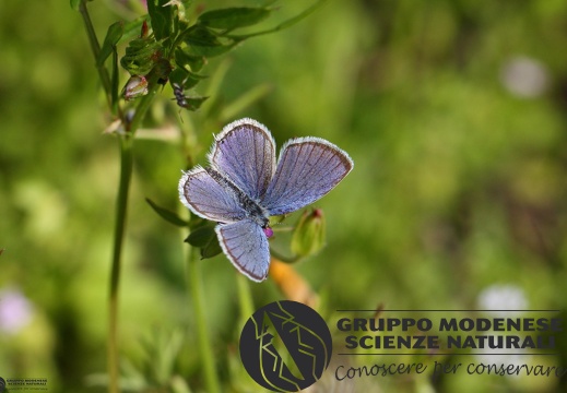 Lycaena Cupido alcetas2