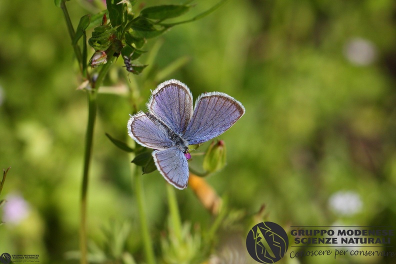 Lycaena Cupido alcetas2.JPG