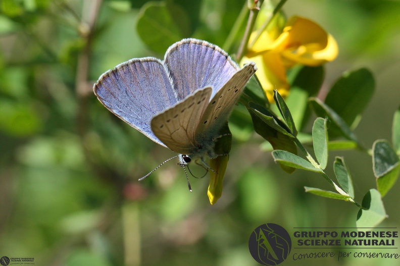 Lycaena Jolana iolas2.JPG