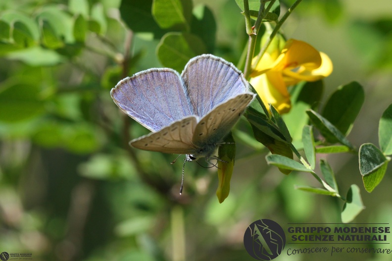 Lycaena Jolana iolas3.JPG