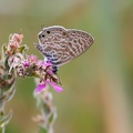 Lycaena Leptotes pyrithous