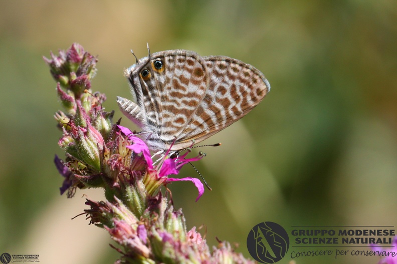 Lycaena Leptotes pyrithous3.JPG