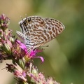 Lycaena Leptotes pyrithous3