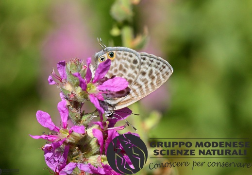 Lycaena Leptotes pyrithous5