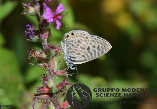 Lycaena Leptotes pyrithous6