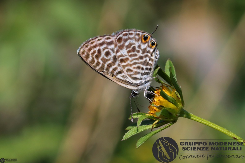 Lycaena Leptotes pyrithous9.JPG