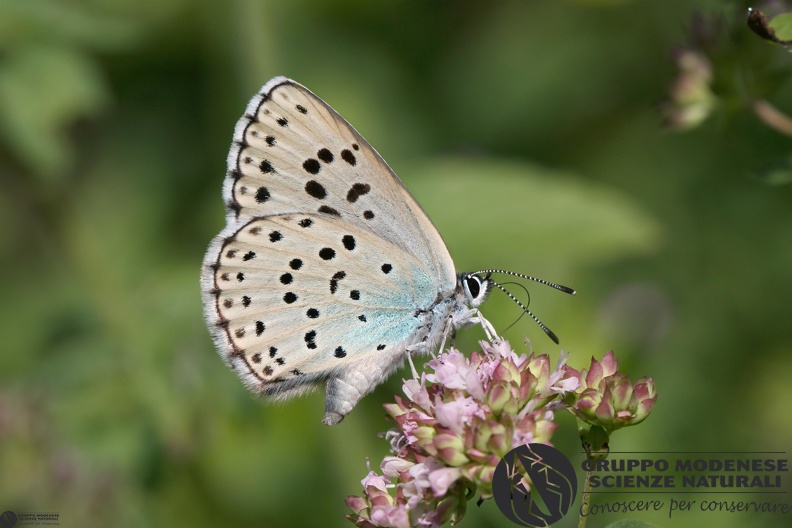 Lycaena Maculinea arion.JPG