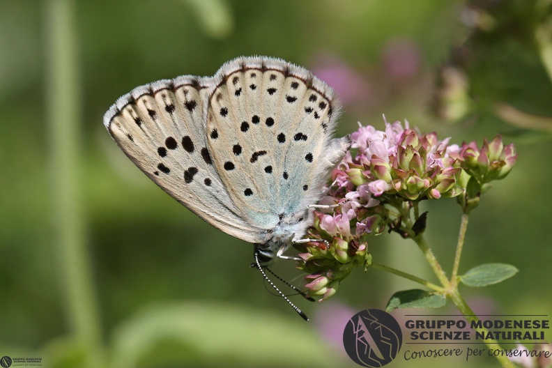 Lycaena Maculinea arion2.JPG