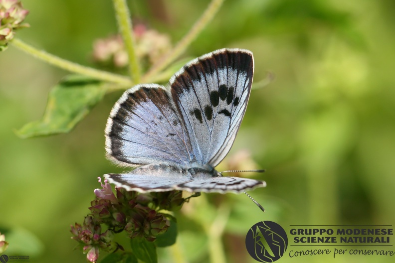 Lycaena Maculinea arion3.JPG