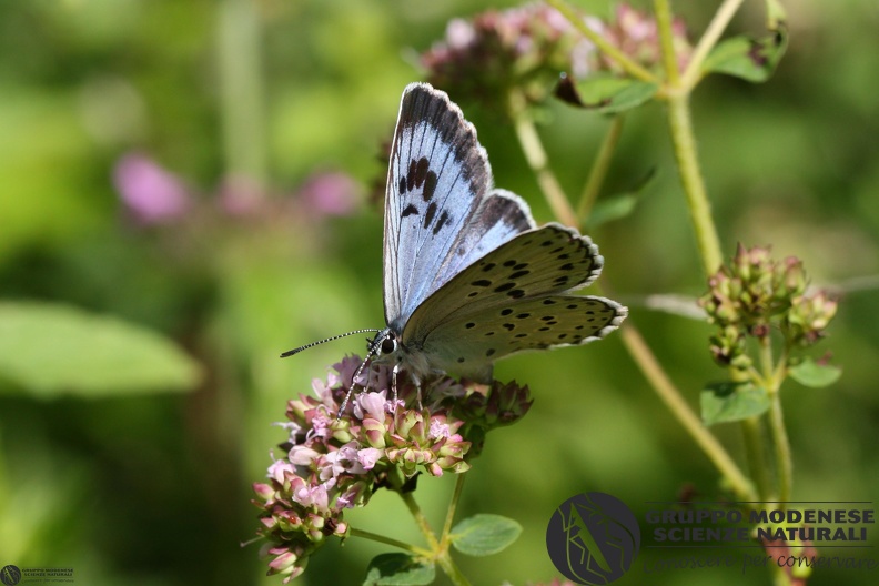 Lycaena Maculinea arion4.JPG