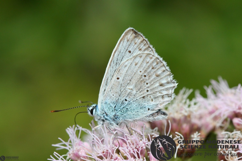 Lycaena Polyommatus daphnis.JPG