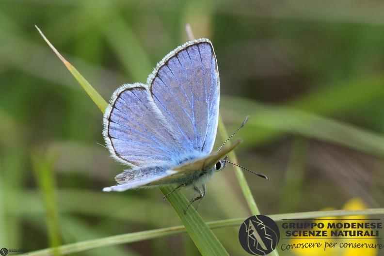 Lycaena Polyommatus dorylas.JPG