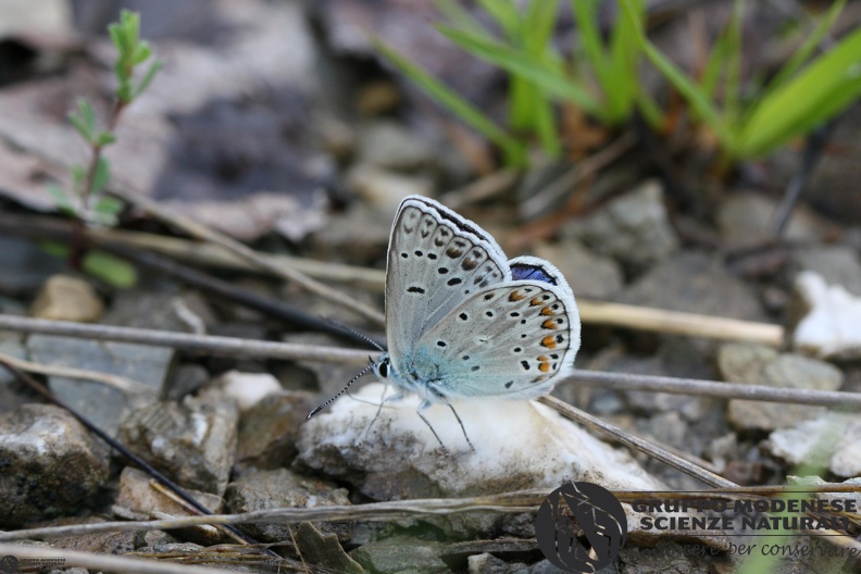 Lycaena Polyommatus dorylas2.JPG