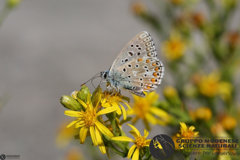 Lycaena Polyommatus icarus.JPG